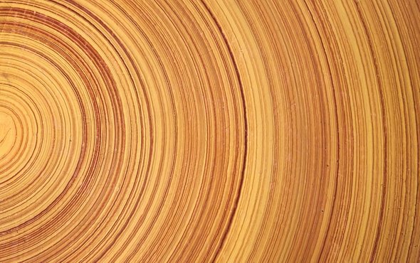 derevo-85h53ik0987j79-87j4.jpg derevo-85h53ik0987j79-87j4.jpg